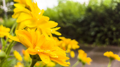 Close-up of yellow flower