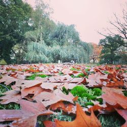 Autumn leaves on tree