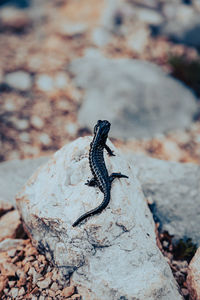 Close-up of lizard on rock