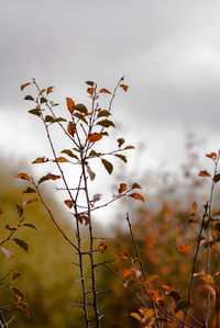 Close-up of plants growing on field against sky