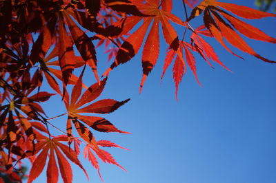 Low angle view of maple leaves against clear sky