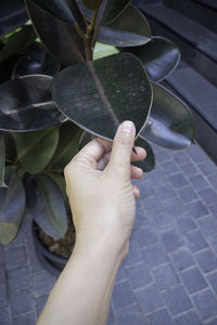 Close-up of hand holding plant