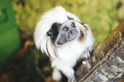 Close-up of a monkey