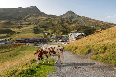 Cows on road by mountain against sky