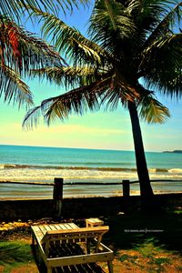 Palm tree at seaside