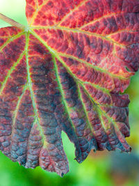 Close-up of autumn leaves