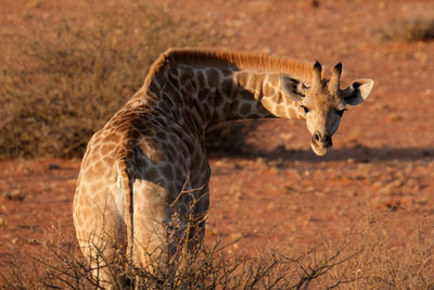 Side view of giraffe