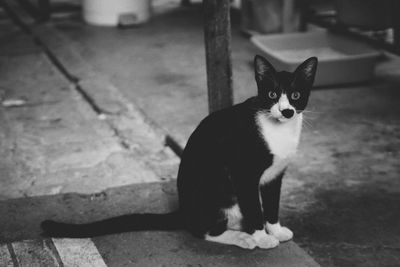 Portrait of cat sitting outdoors