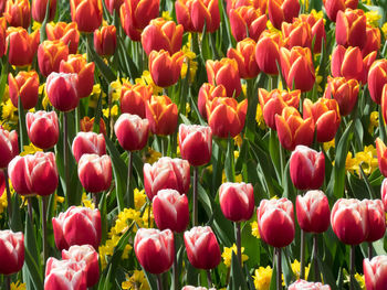 Tulips in the netherlands