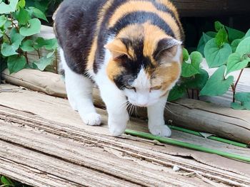 Cat sitting on wood