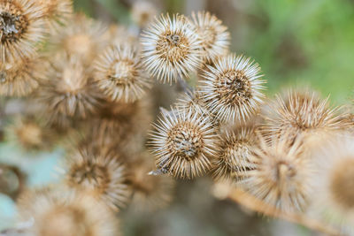 Close-up of wilted dandelion