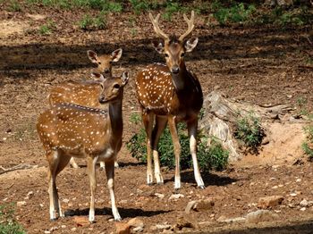 Deer standing in a field