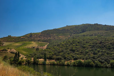 Scenic view of landscape against clear blue sky