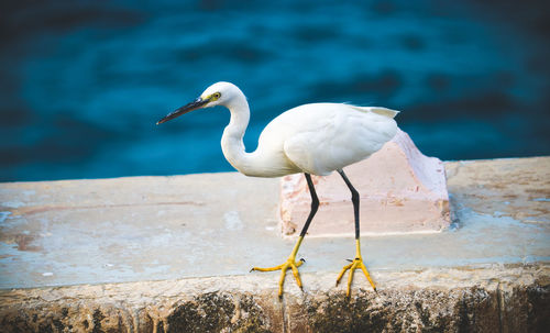 Seagull perching on a sea