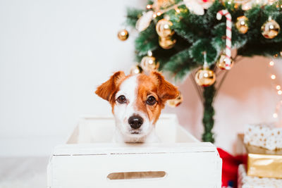Cute jack russell dog into a box at home by the christmas tree