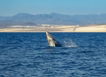 Humpback whale