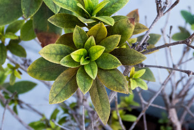 Close-up of plant growing on tree