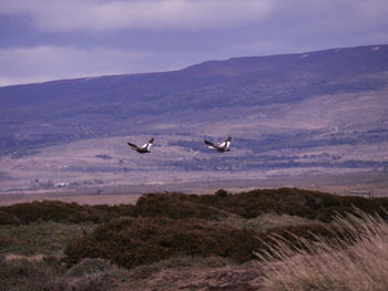 Birds flying over landscape against sky