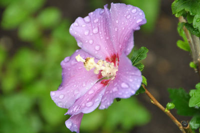 Close-up of wet purple flower