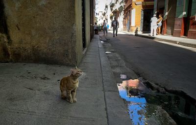 Cat sitting on street in city