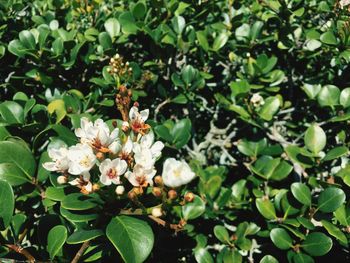 Close-up of flowers blooming outdoors