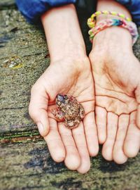 Close-up of hand holding frog