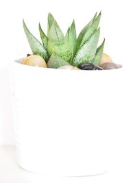 Close-up of succulent plant against white background