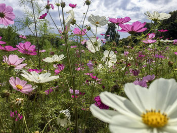 Close-up of cosmos flowers blooming on field