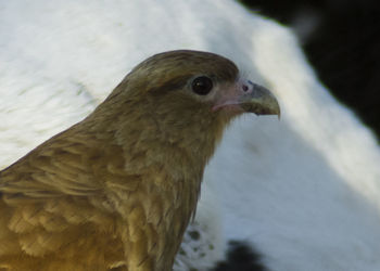 Close-up of bird