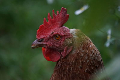 Close-up of a bird