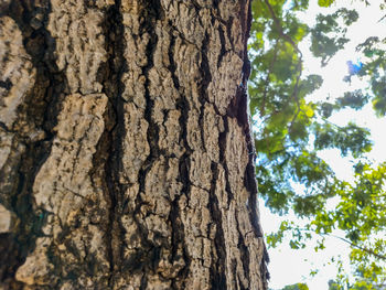 Low angle view of tree trunk