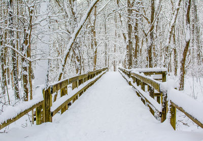 Snow covered bare trees in forest