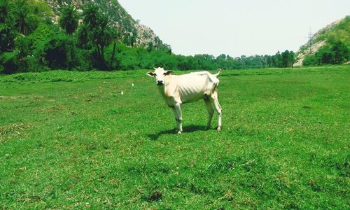 Sheep grazing on grassy field