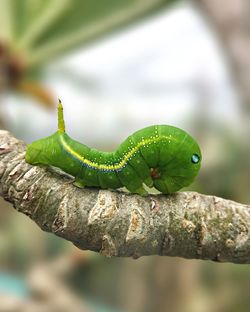 Close-up of caterpillar on leaf