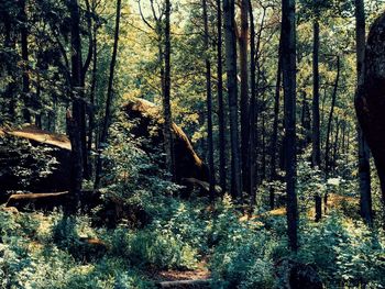 Trees in forest