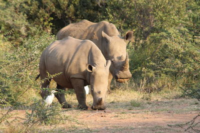 Elephant on landscape