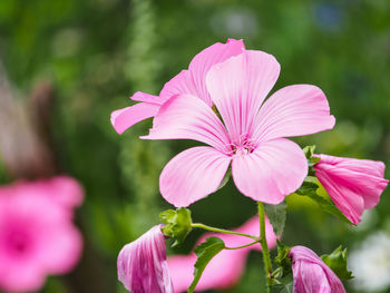 Close-up of pink flowers