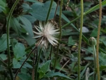 Close-up of white dandelion flower