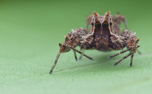 Close-up of spider