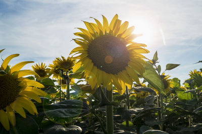 Close-up of sunflower blooming against sky