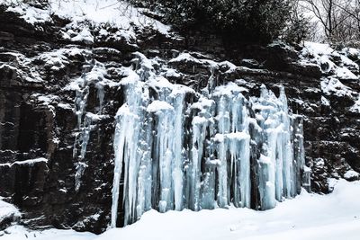 Panoramic shot of frozen trees in forest