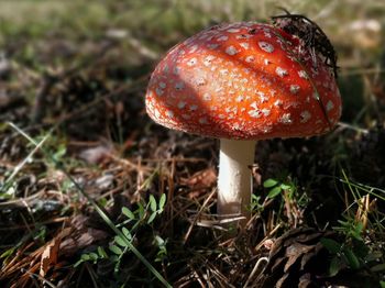 Close-up of fly agaric mushroom on field