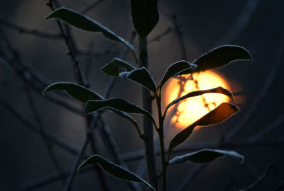 Close-up of illuminated flower at night