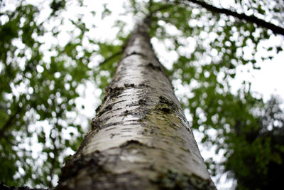 Low angle view of tree in forest