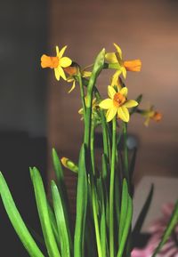 Close-up of yellow flowers