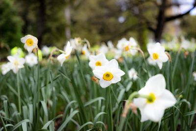Close-up of white flowering plants on field