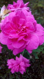 Close-up of pink flowers blooming outdoors