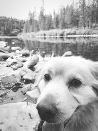 Close-up of dog in lake