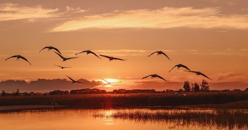 Birds flying over lake during sunset