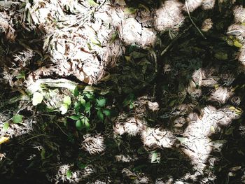 High angle view of trees growing on field